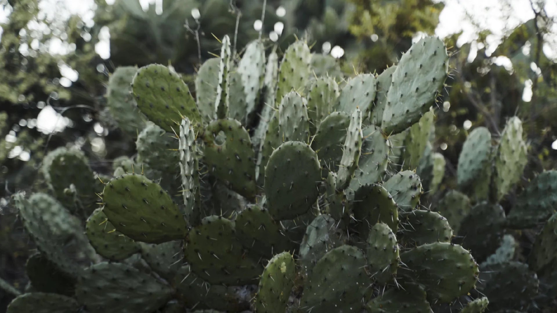 Nopal